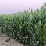 ذرت علوفه‌ای